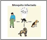 mosquito infectado transmissor da leishmaniose para cães e humanos