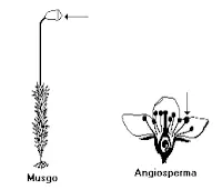musgo e angiosperma esporos