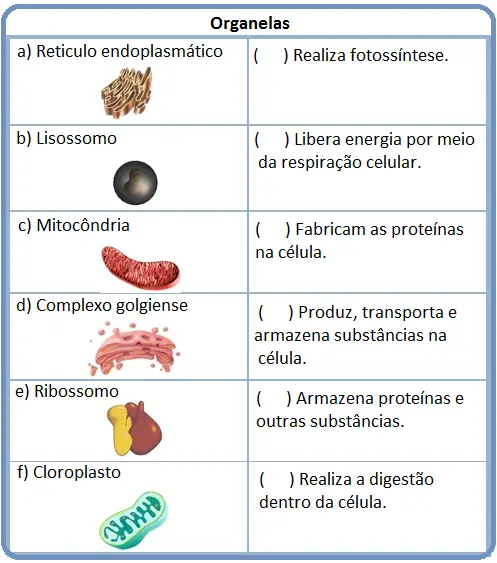 células de ciências biológicas do 7º ano