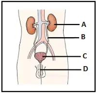 órgãos do sistema urinário humano