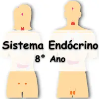 Lista De Exerc Cios Sobre O Sistema End Crino E Gl Ndulas Do Corpo Para O Ano Com Gabarito