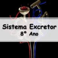 simulado com os melhores Exercícios sobre o Sistema Excretor para o 8º Ano do ensino fundamental com Gabarito