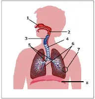 exercícios de identificação de estruturas do sistema respiratório