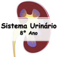 o melhor simulado com Exercícios sobre o Sistema Urinário para o 8º Ano do ensino fundamental com Gabarito