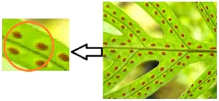 estruturas reprodutoras pteridofitas 