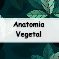 simulado com Exercícios sobre Histologia Vegetal com Gabarito para enem, vestibular e concurso público