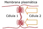 estrutura de adesão membrana plasmática