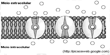 ilustração transporte membrana celular