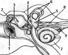 anatomia e estruturas do órgão audição