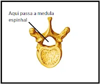 vértebra exercícios para 8 ano com gabarito